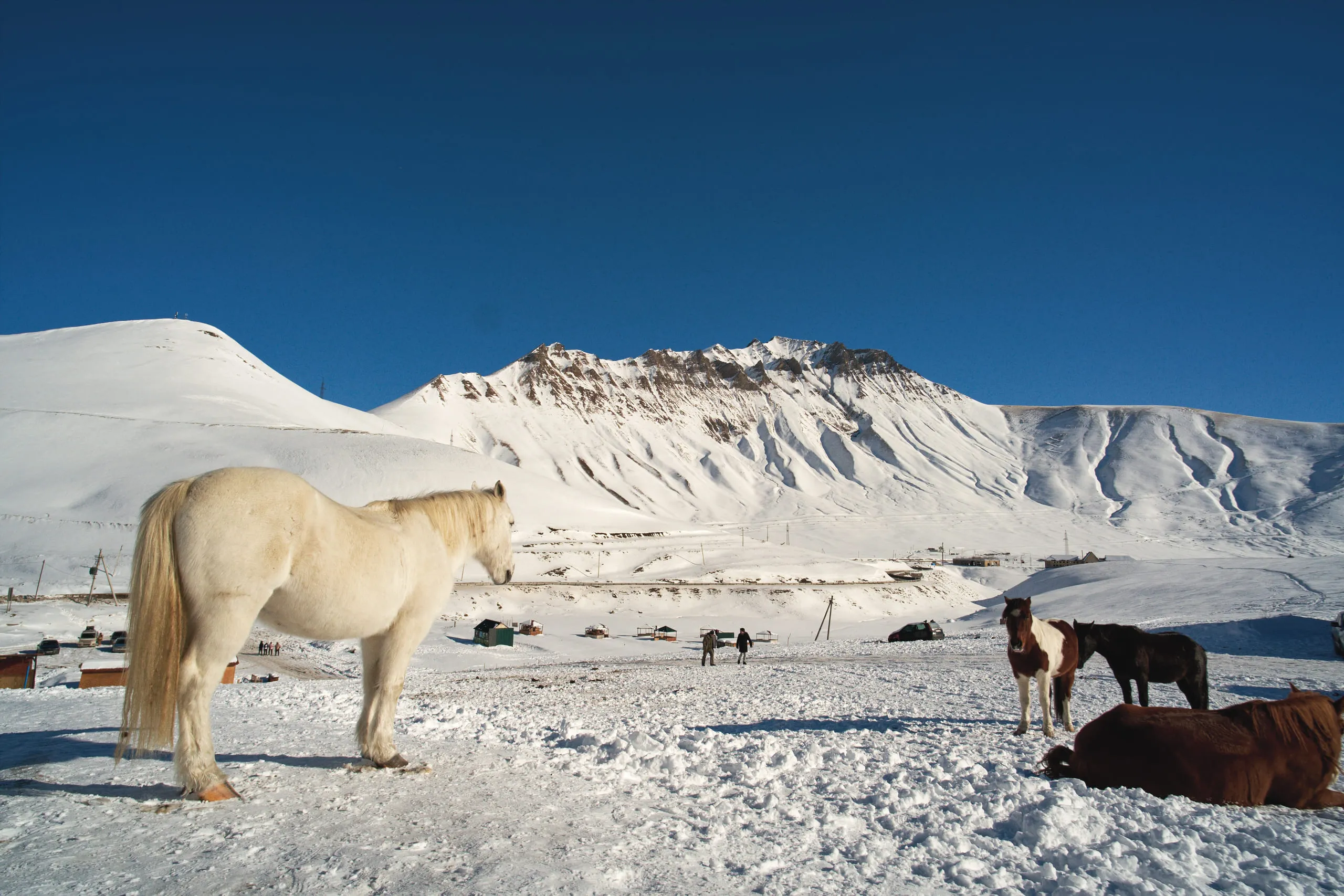 Horses standing in deep snow below a mountain bowl